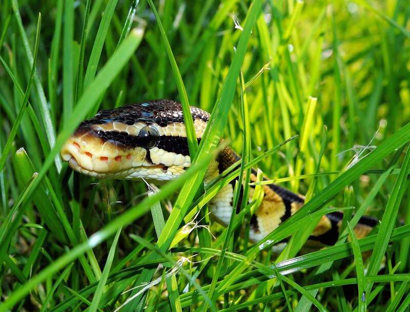 snake in green grass