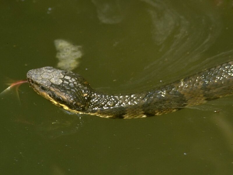 snake in murky water