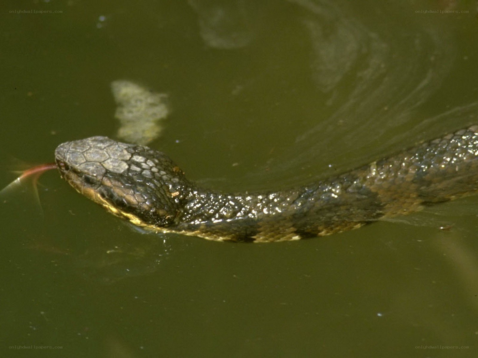 snake in murky water