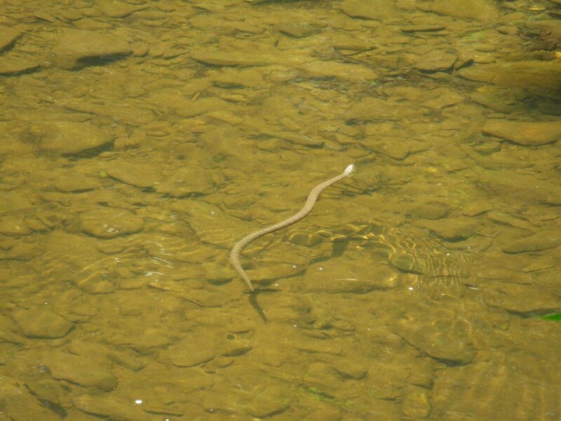 Snake in Shallow Water