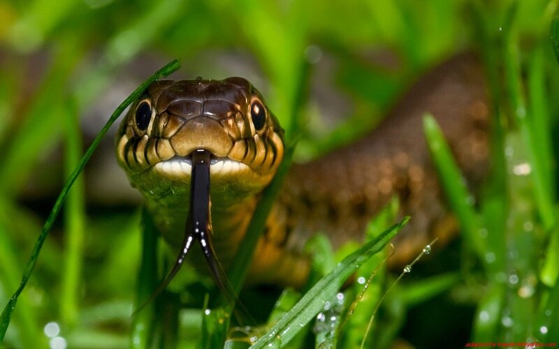 snake in the grass