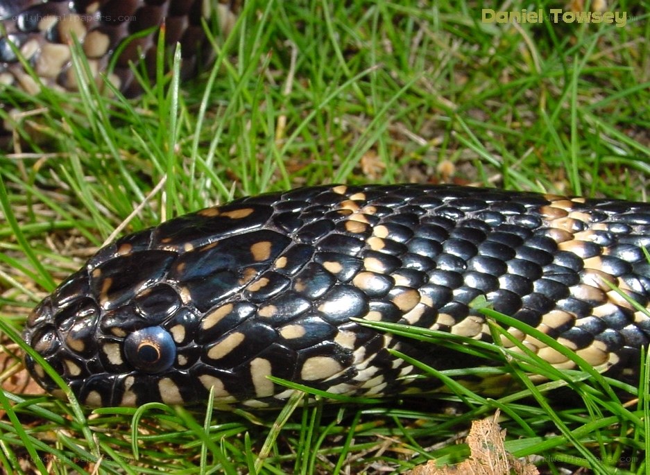 snake in the grass