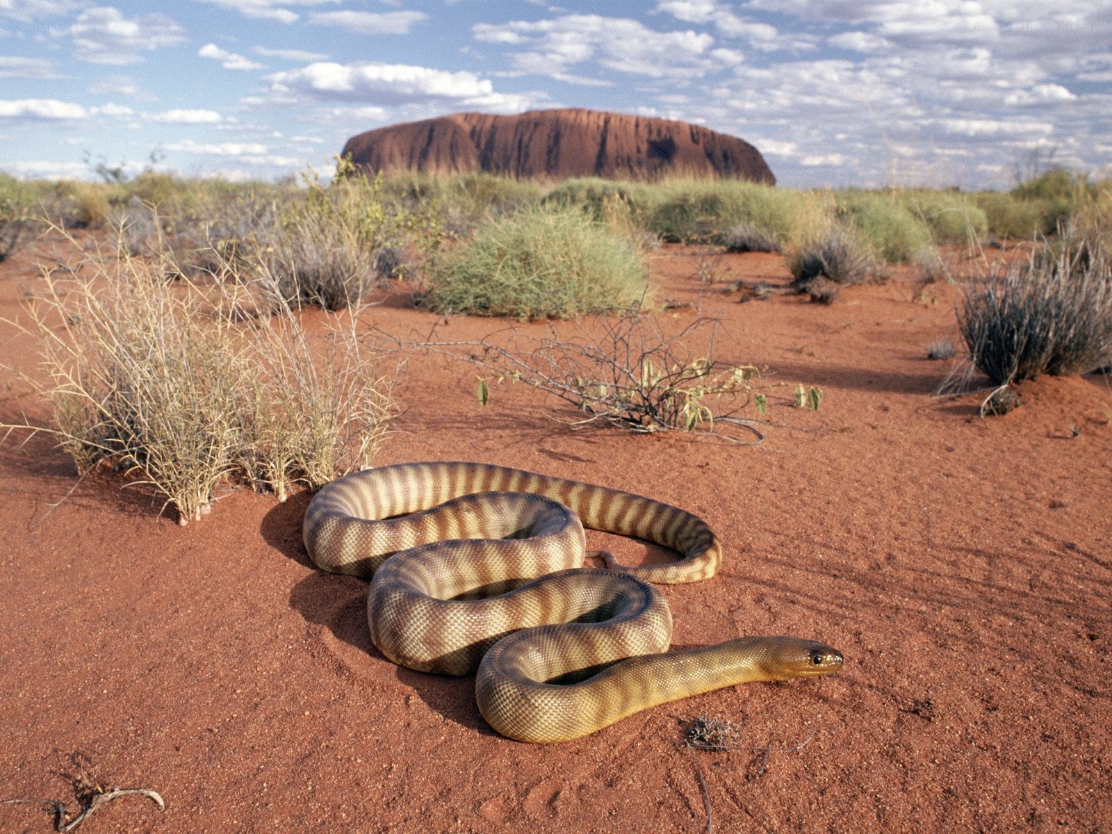 snake in the outback
