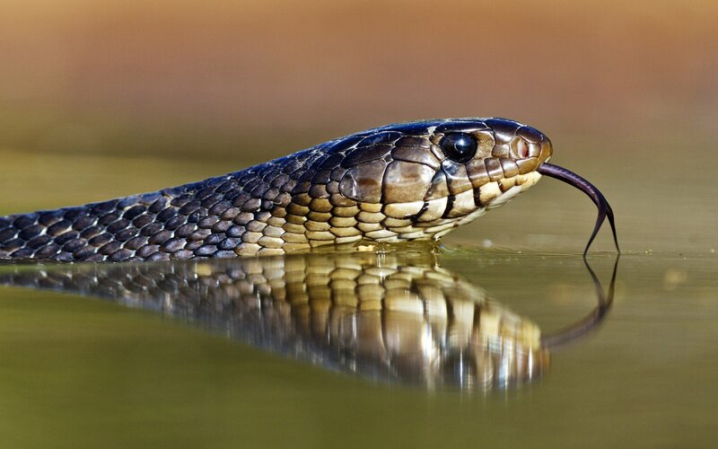 Snake in Water — Brown, Alert