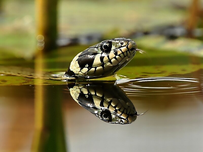 Snake in Water
