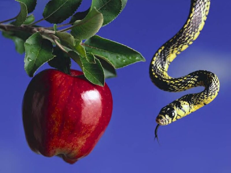 Snake Near Red Apple — Dramatic