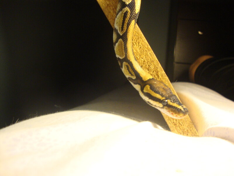 snake on a branch