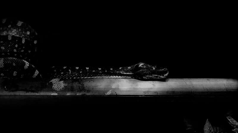 Snake on a Branch — Black, Dramatic