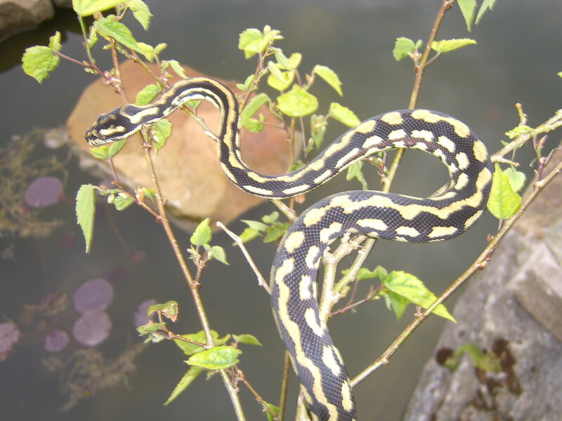 snake on a branch near water