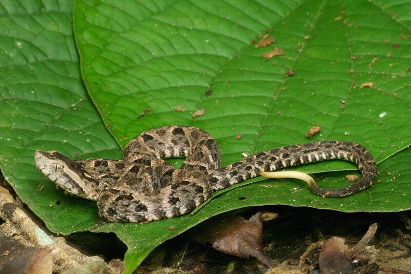 snake on a green leaf