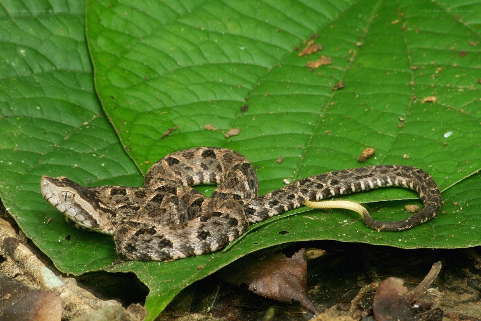 snake on a green leaf