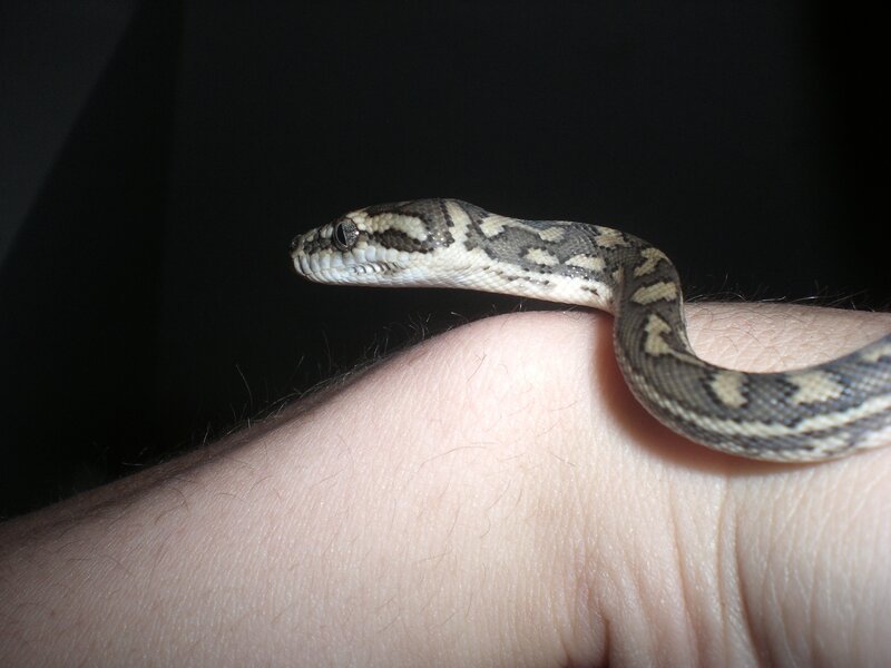 snake on a hand