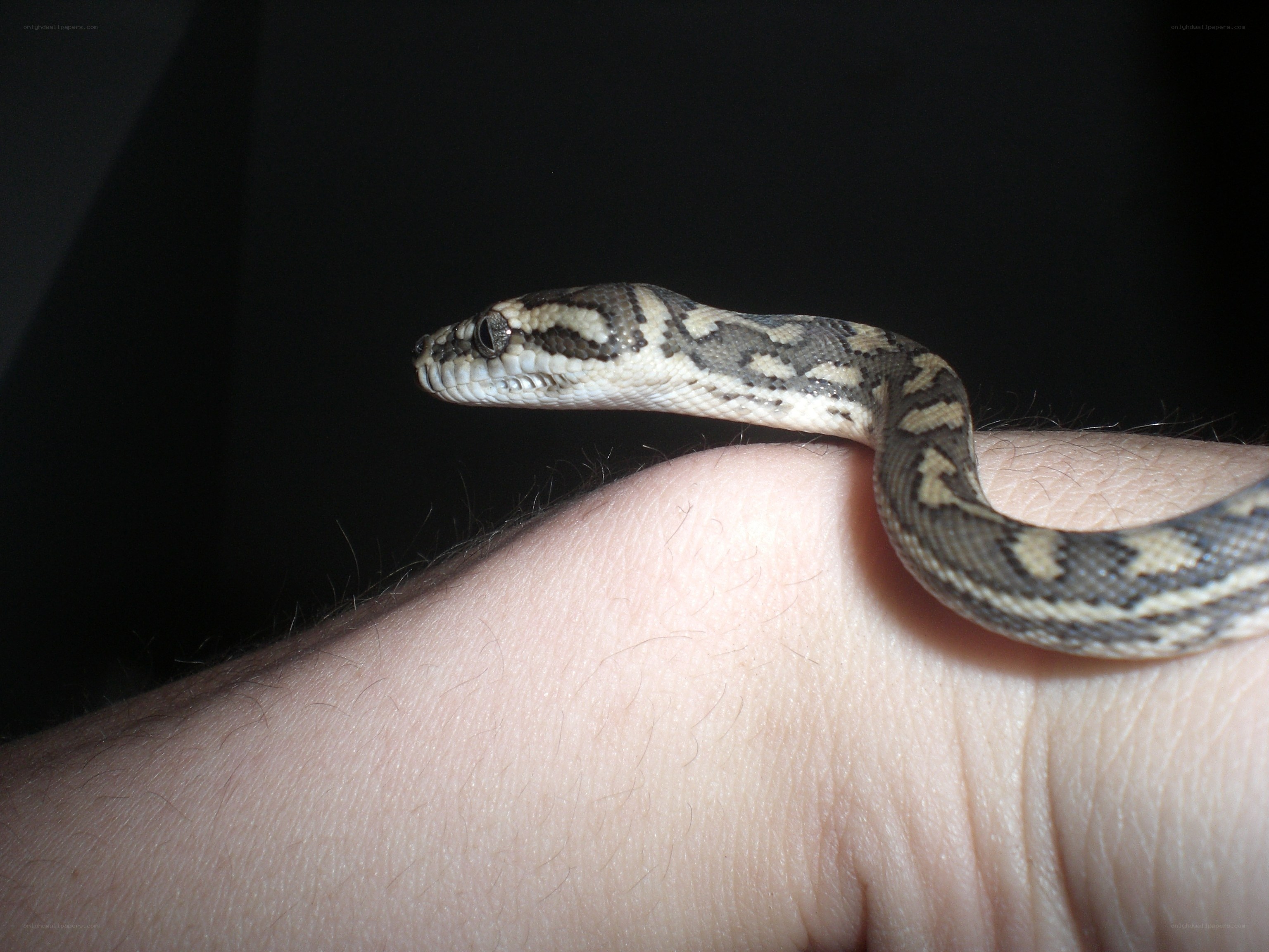 snake on a hand