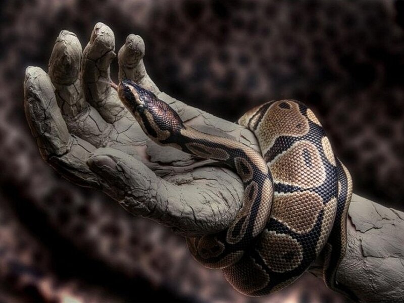 Snake on a Hand — Brown
