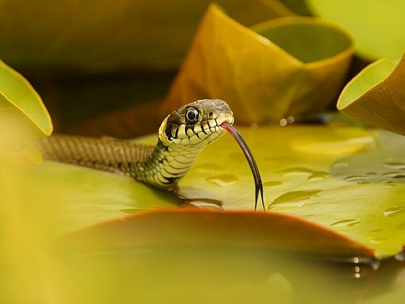 snake on a lily pad