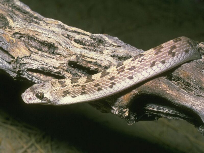 Snake on a Log — Brown