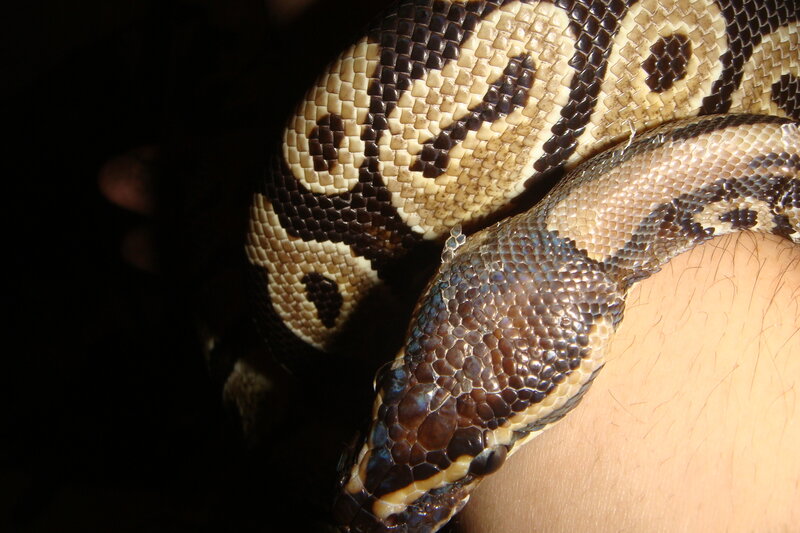 snake on a person's arm