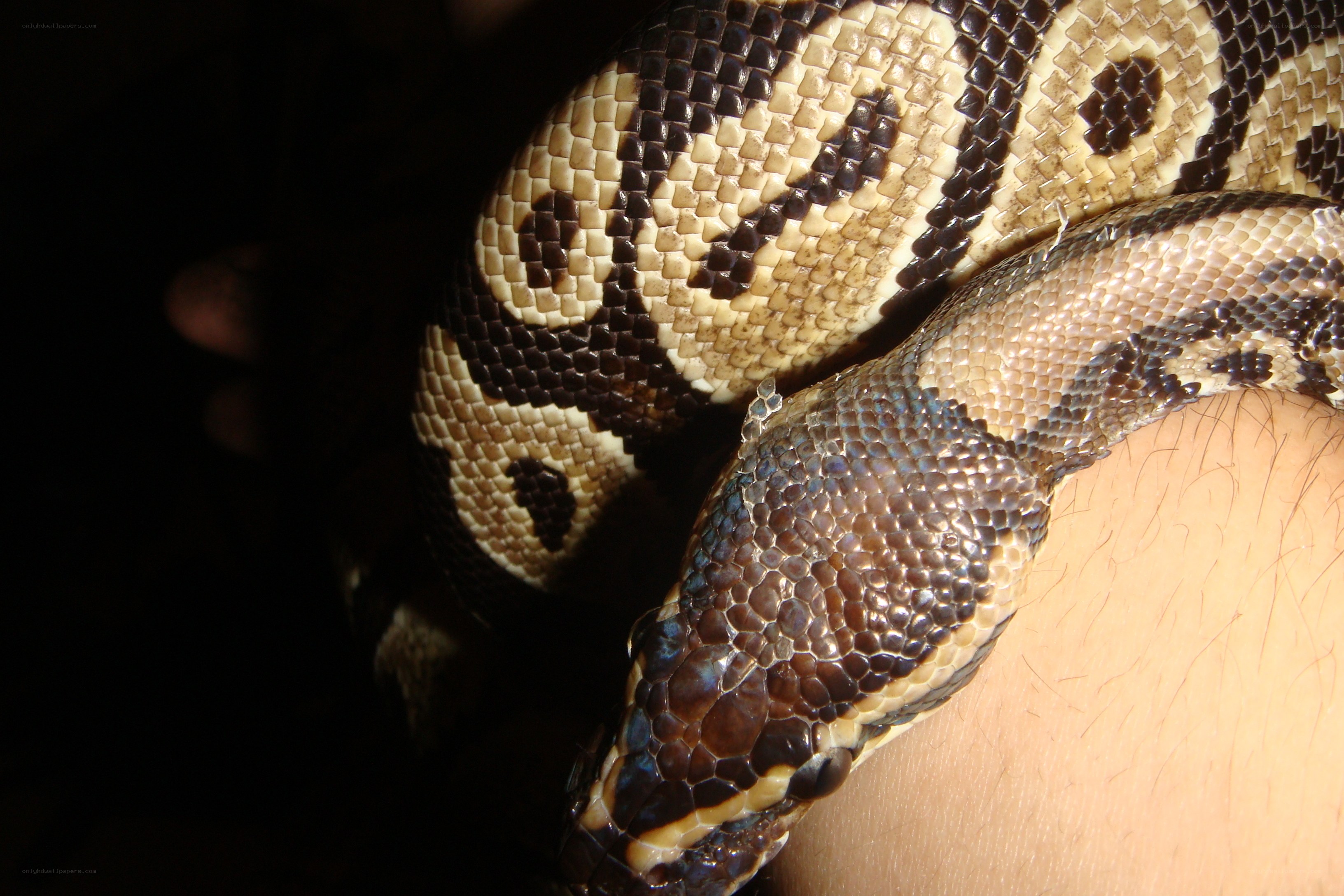 snake on a person's arm