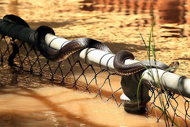 Snake on a Pipe