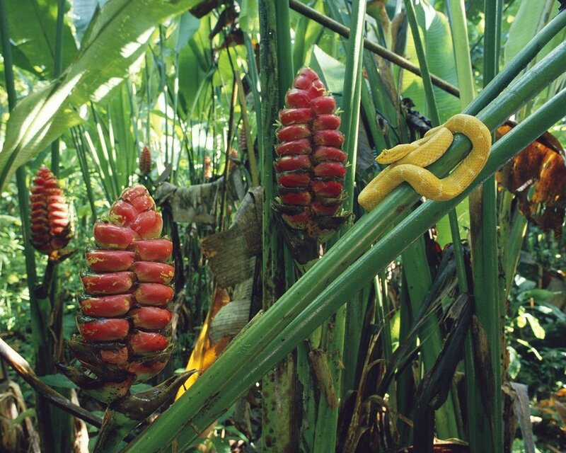 Snake on a plant in jungle
