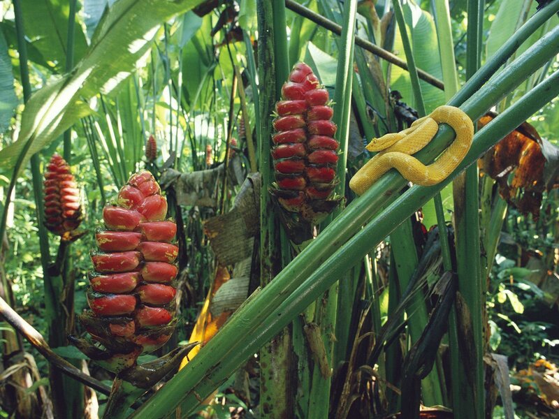 Snake on a plant in the jungle