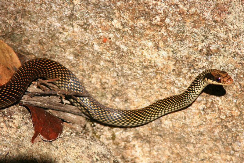 snake on a rocky surface