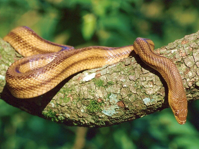 snake on a tree branch
