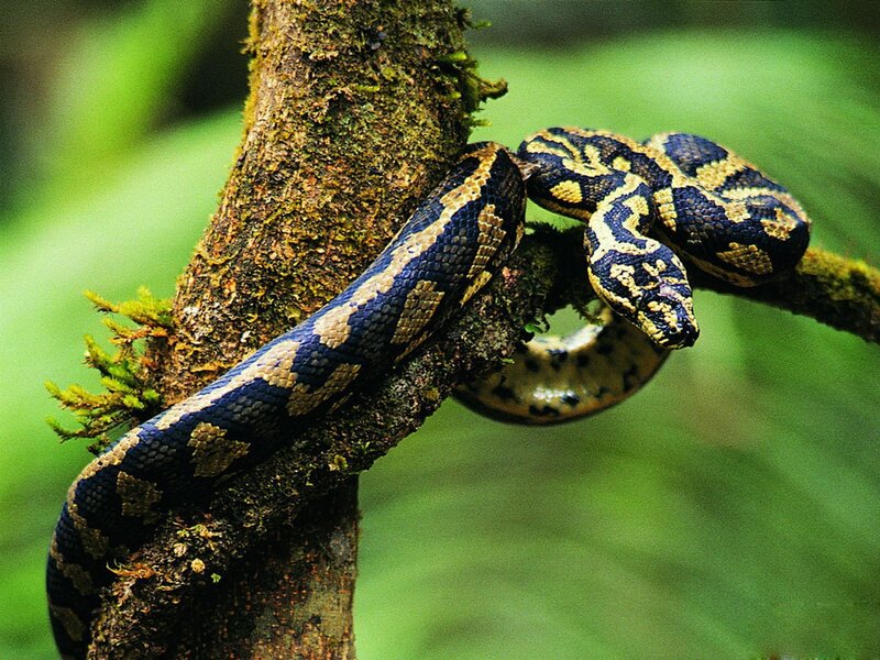snake on a tree branch
