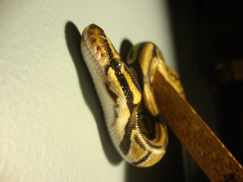 snake on a wall