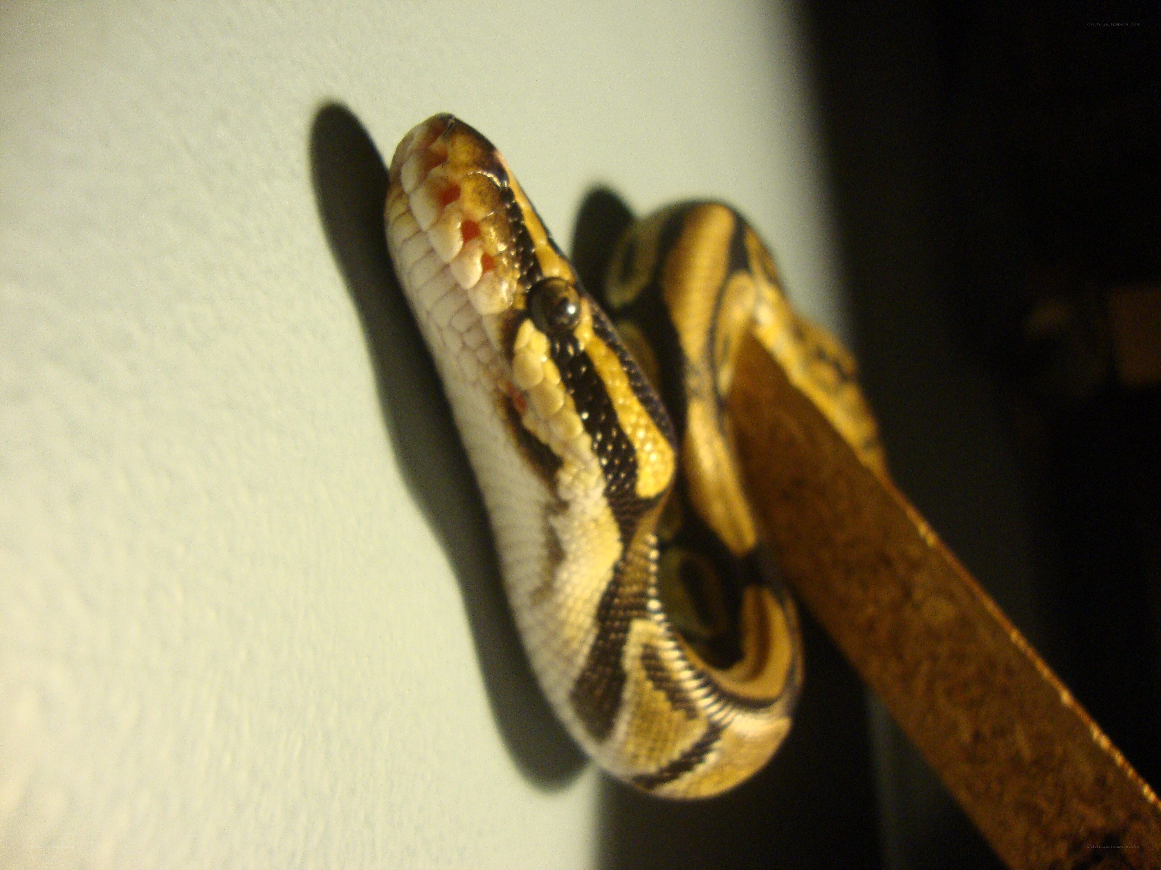 snake on a wall