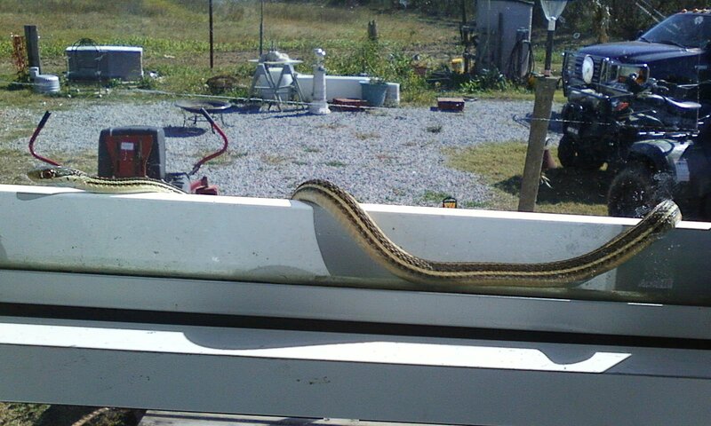 Snake on a Window Sill