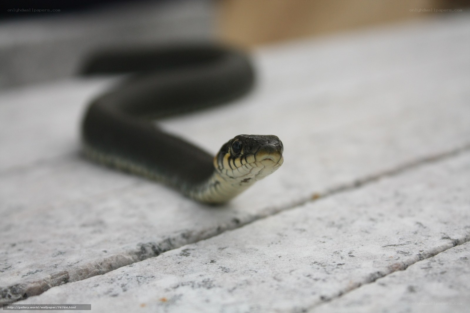 snake on a wooden surface