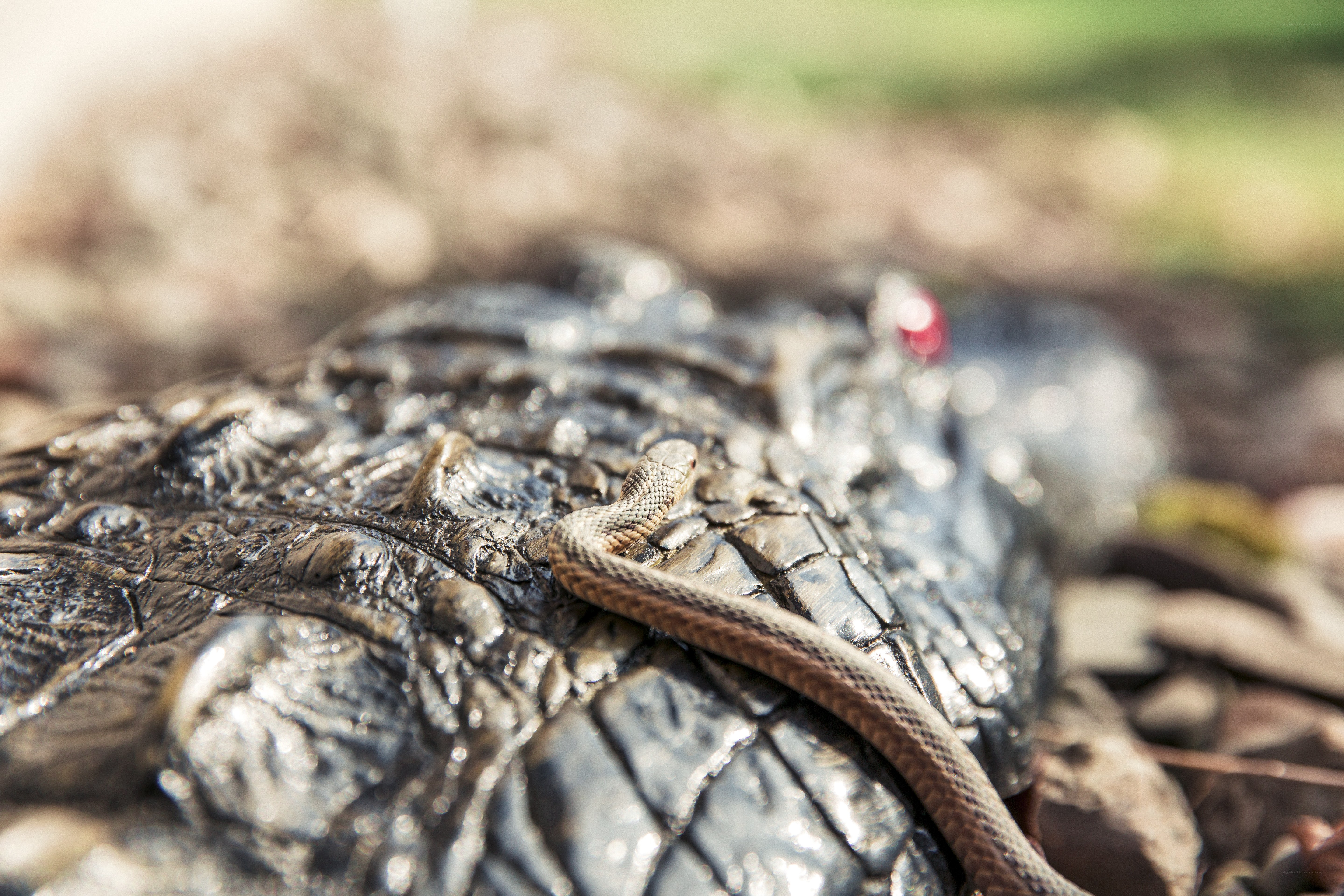Snake on alligator skin