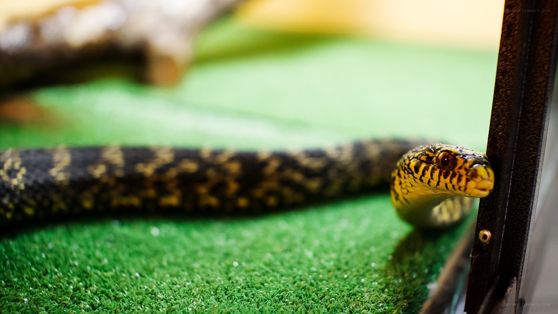 snake on artificial grass