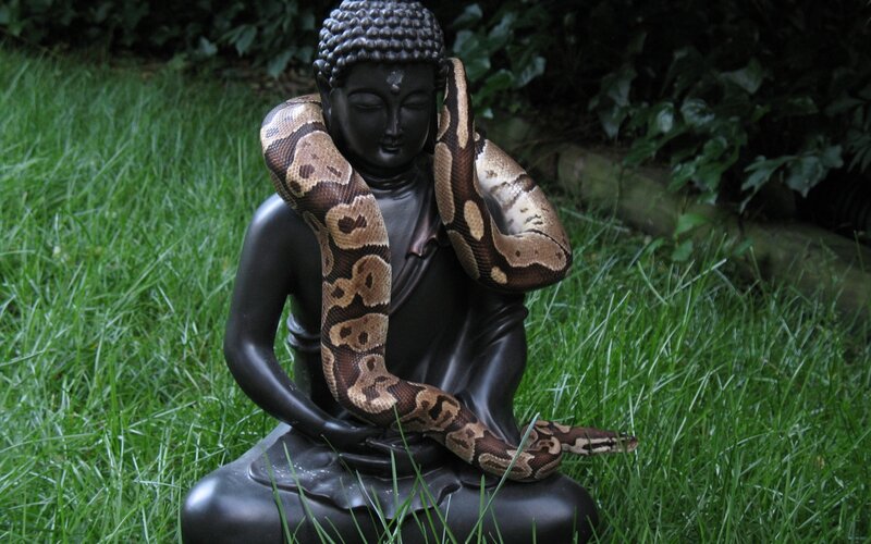 Snake on Buddha Statue
