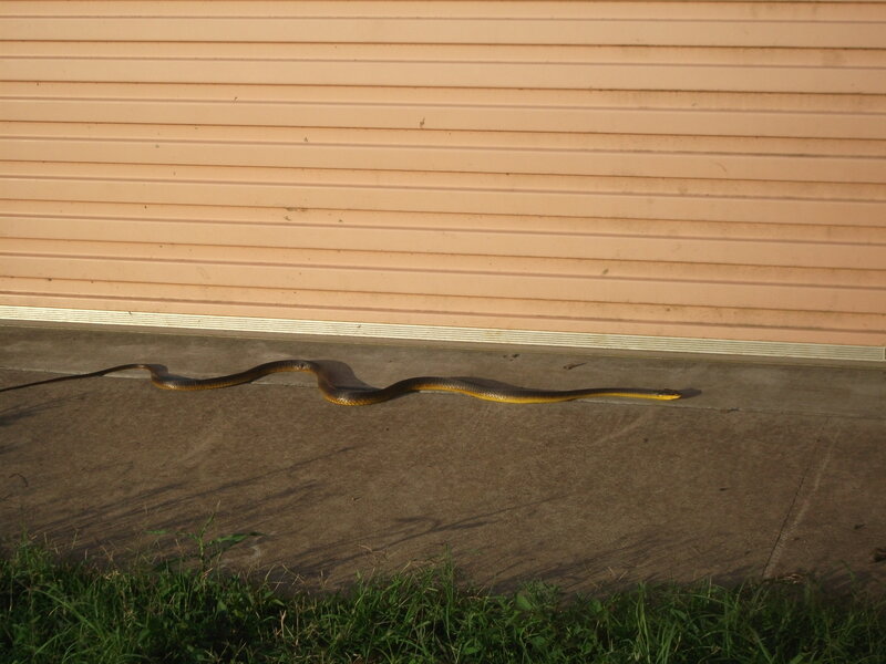 Snake on Concrete