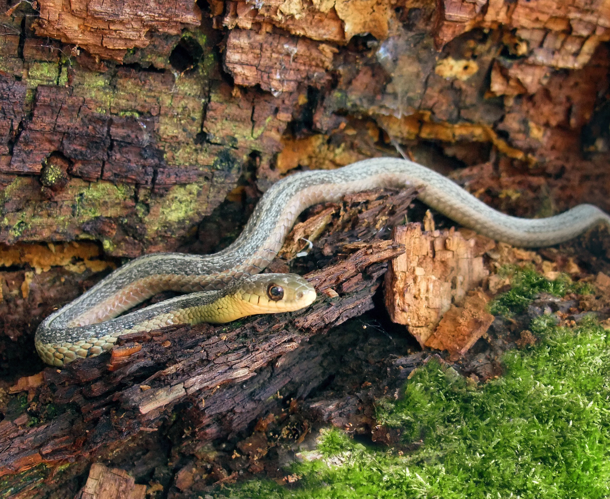 snake on decaying wood