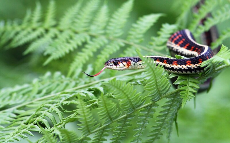 Snake on Fern Fronds