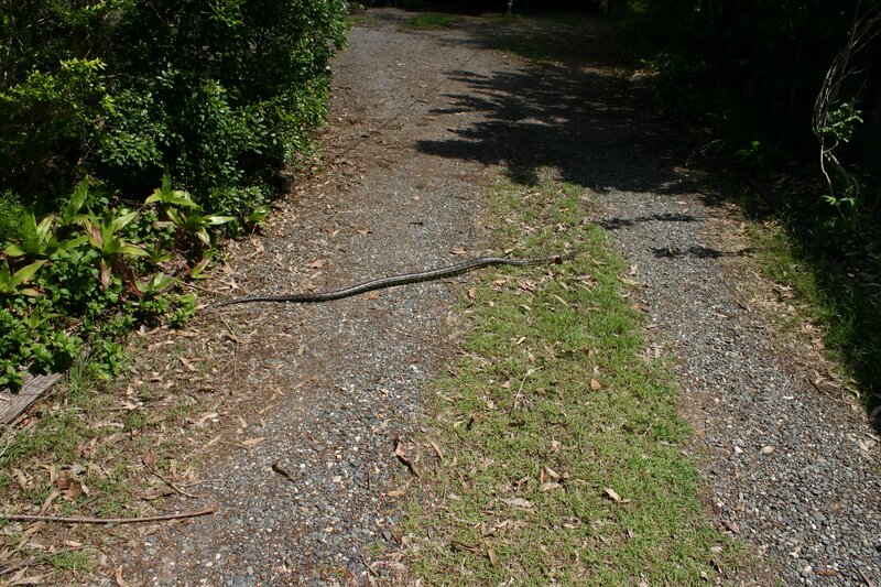 Snake on Gravel Path