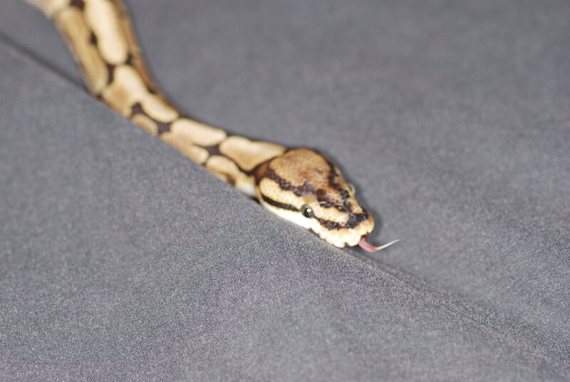 snake on gray fabric