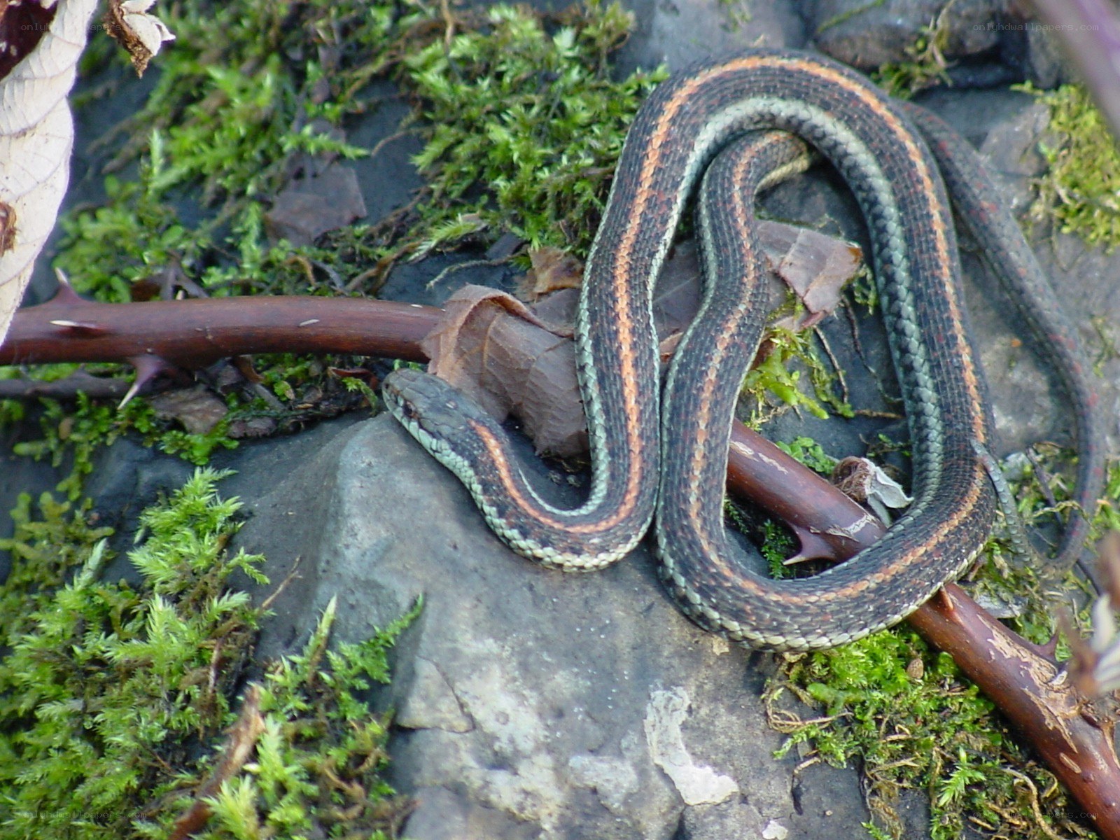 snake on mossy rock