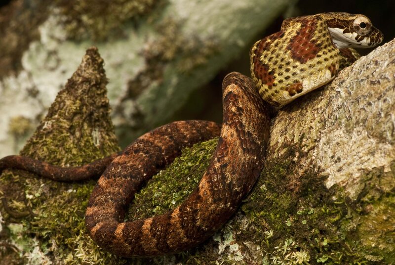 snake on mossy tree branch