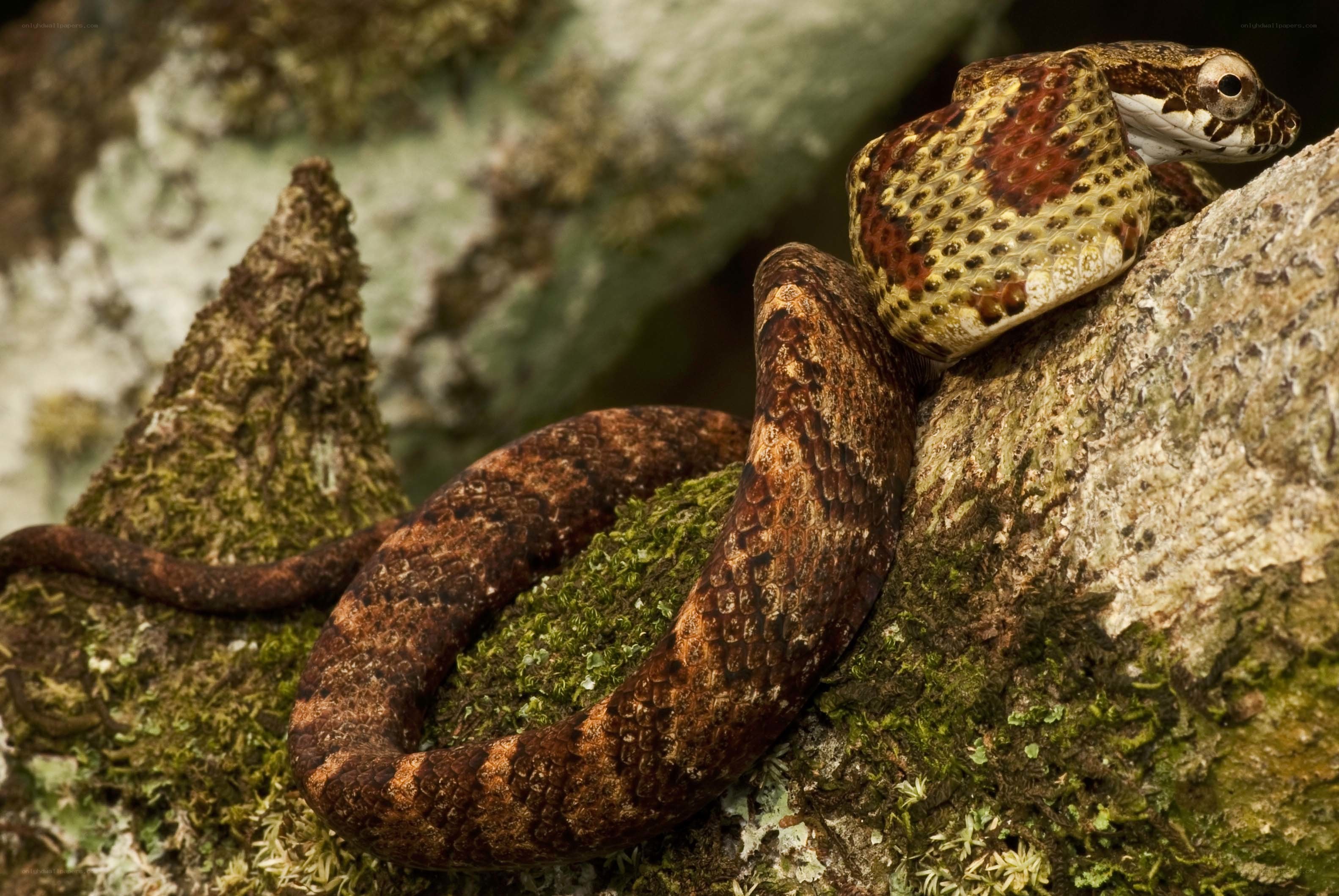 snake on mossy tree branch
