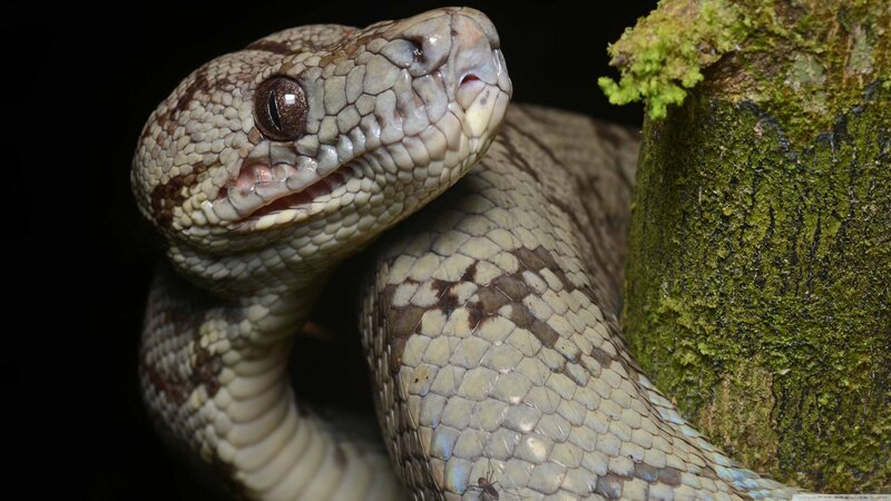 Snake on Mossy Tree