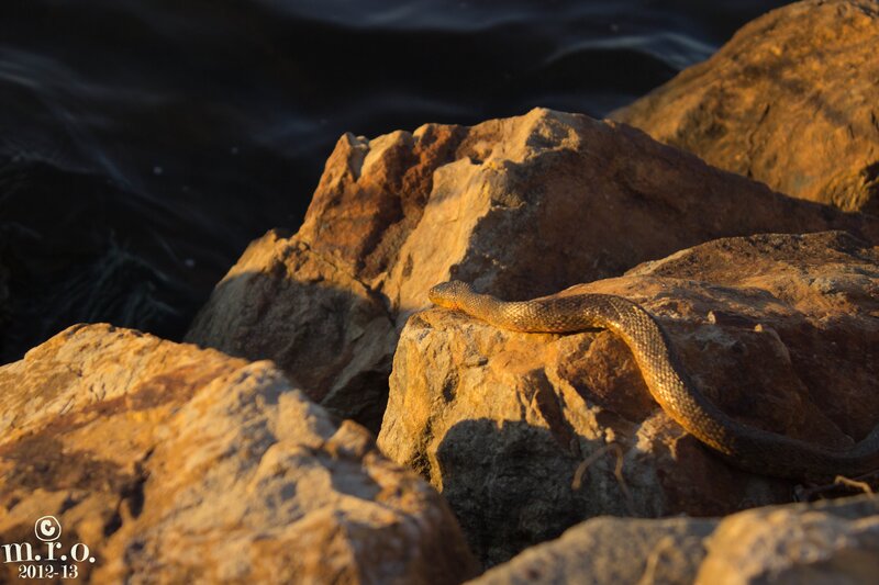 snake on rocks at sunset