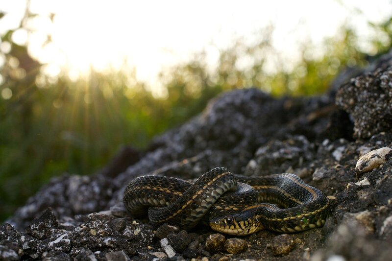 Snake on Rocky Ground