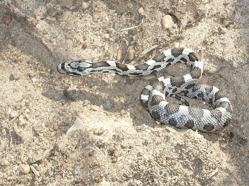 snake on sandy ground