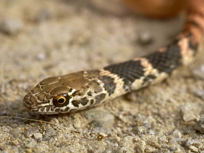 snake on sandy ground
