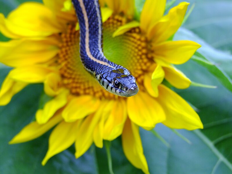 Snake on Sunflower