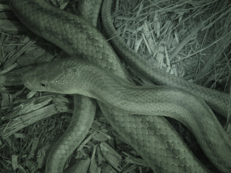 snake on wood chips